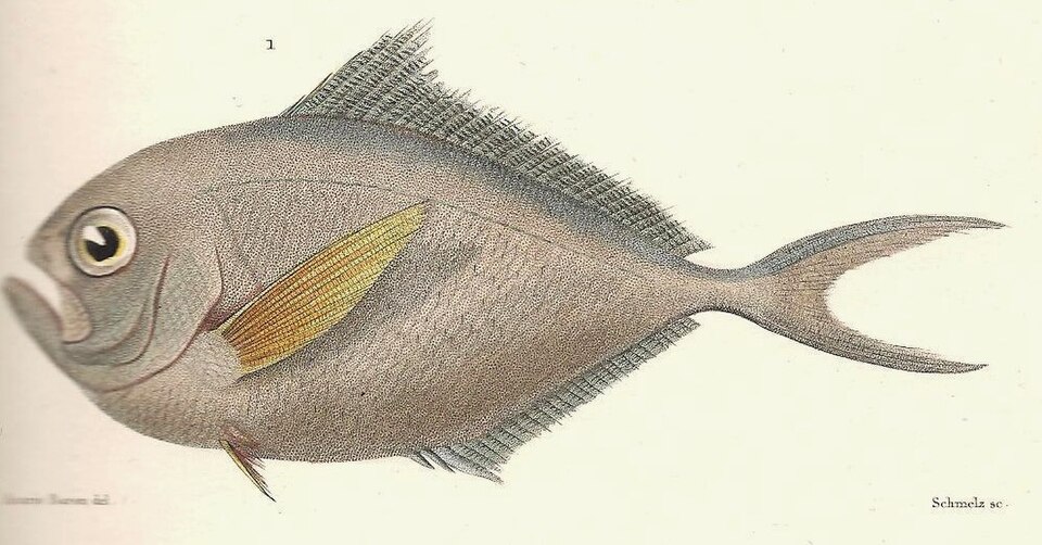 Southern Ray's Bream