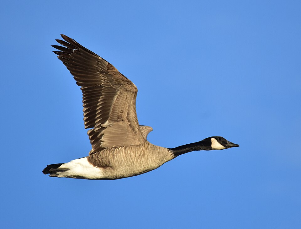 Canada Goose (canadensis Group)