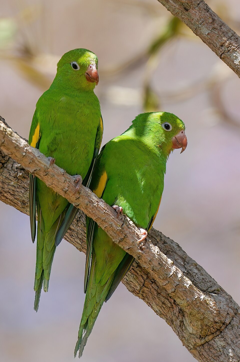 Yellow-chevroned Parakeet