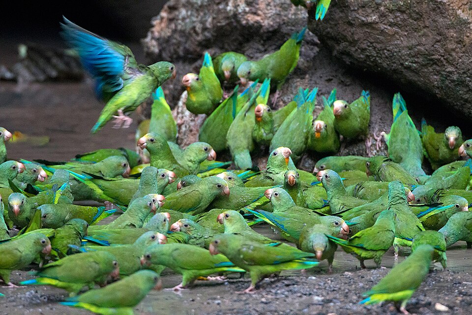 Cobalt-winged Parakeet
