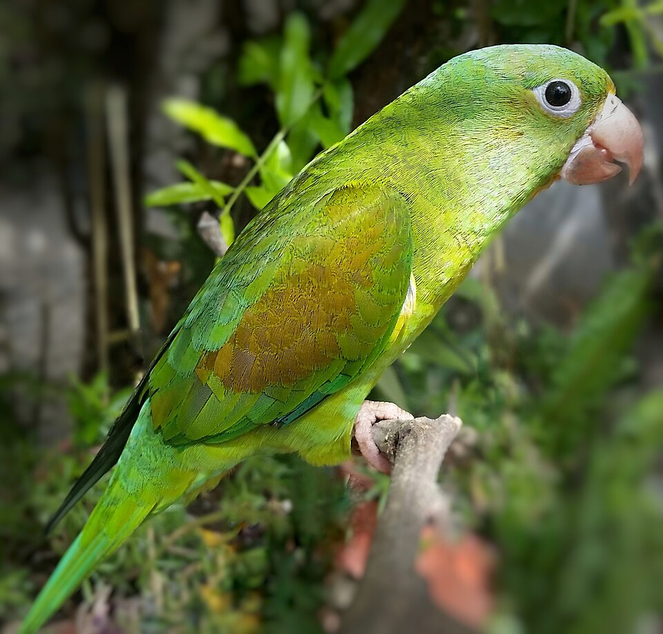 Orange-chinned Parakeet