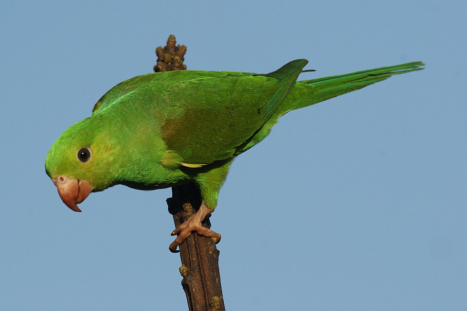 Plain Parakeet