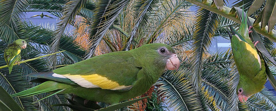 White-winged Parakeet