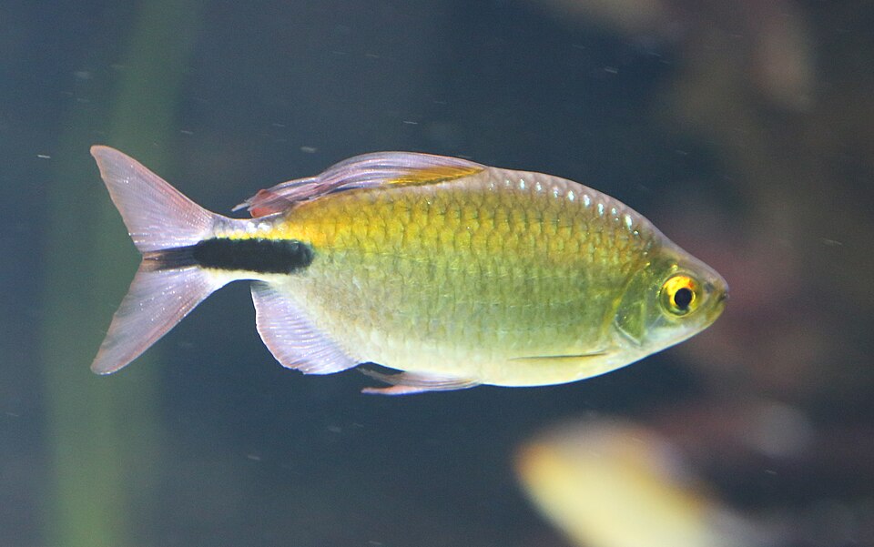long-finned characin