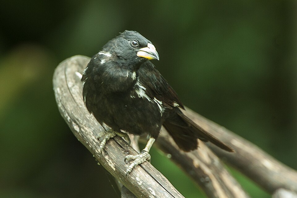White-billed Buffalo-Weaver