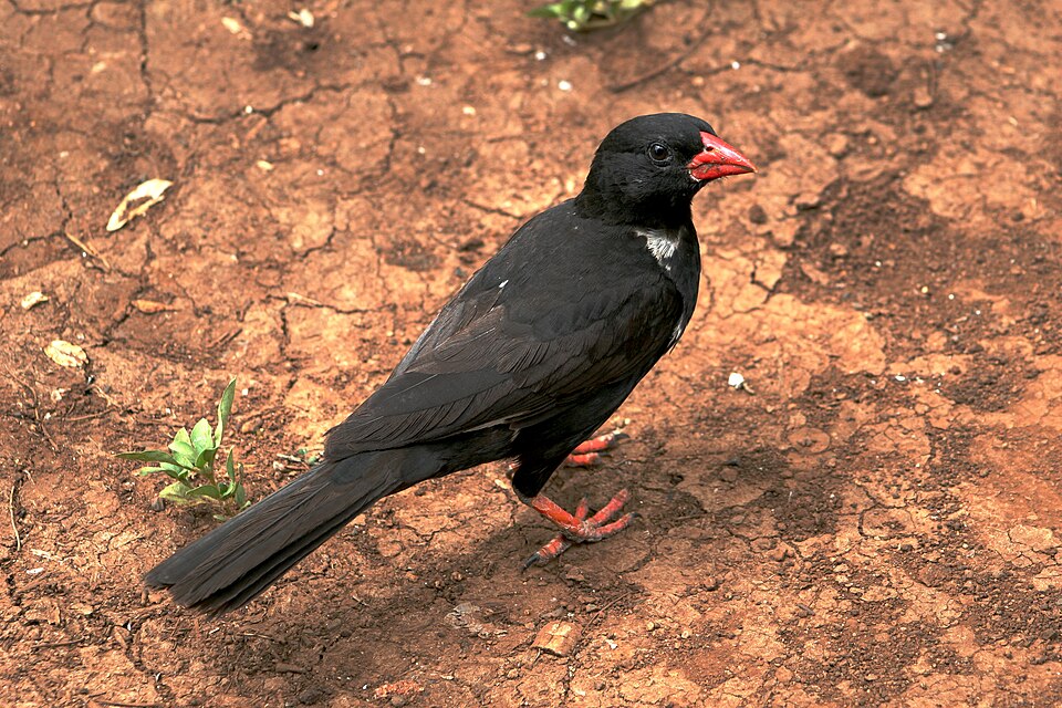 Red-billed Buffalo-Weaver