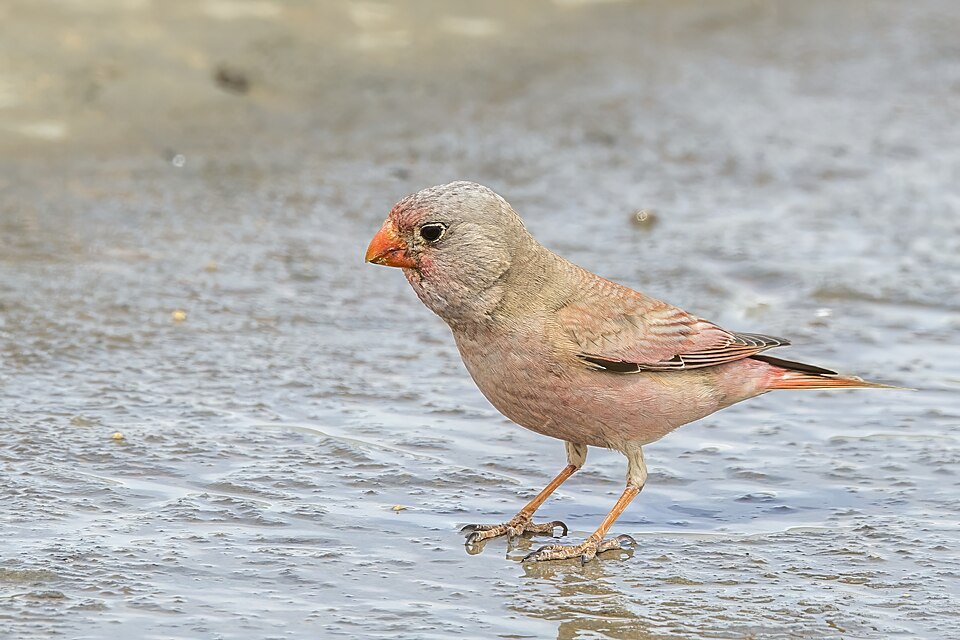 Trumpeter Finch