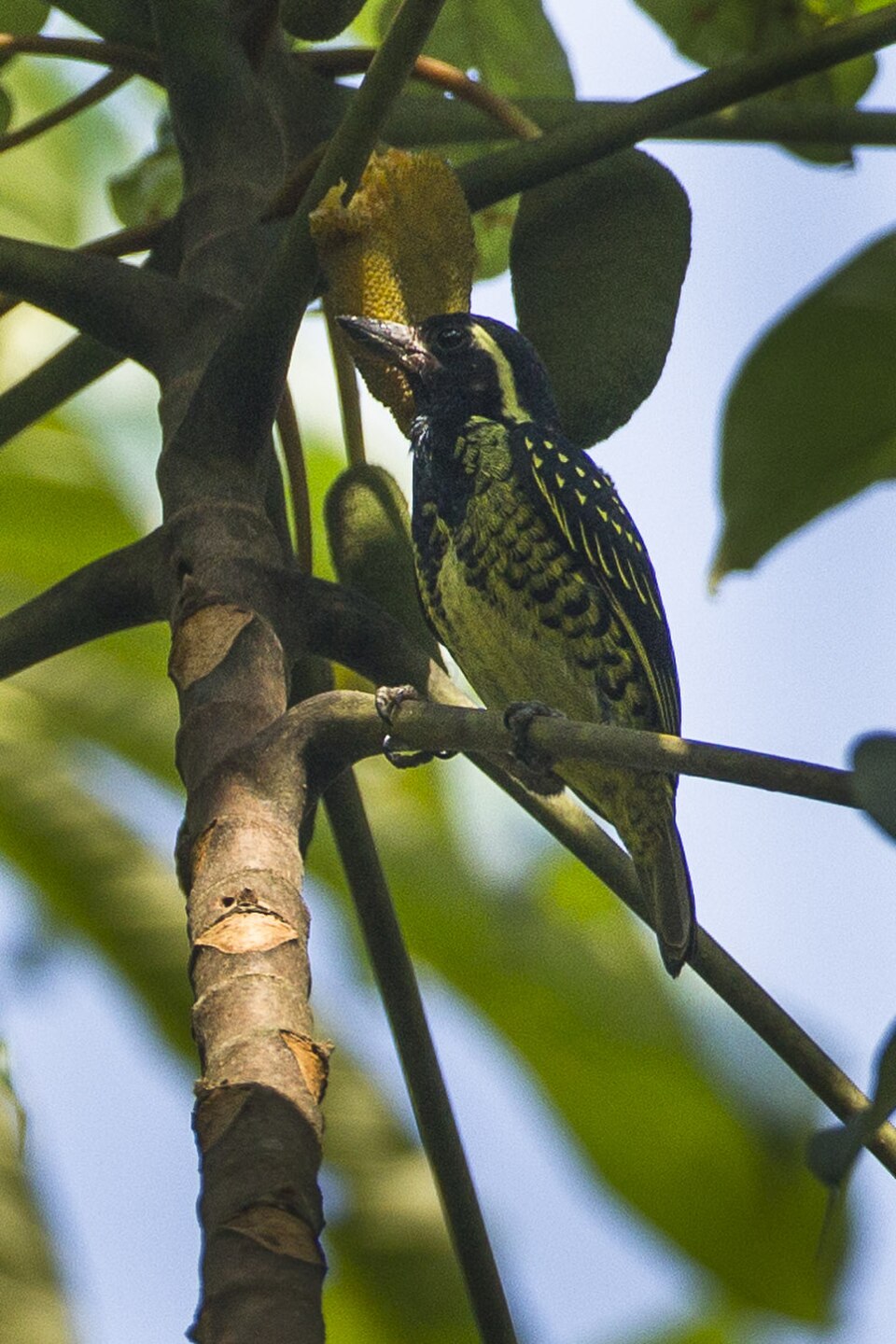 Yellow-spotted Barbet