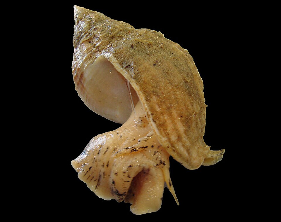 Common Whelk