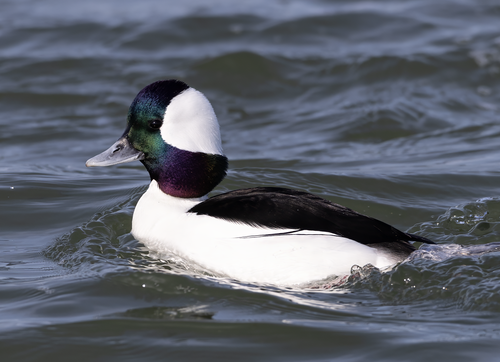 Bufflehead