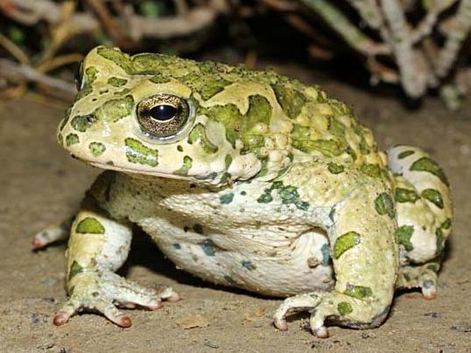 Danatea Toad