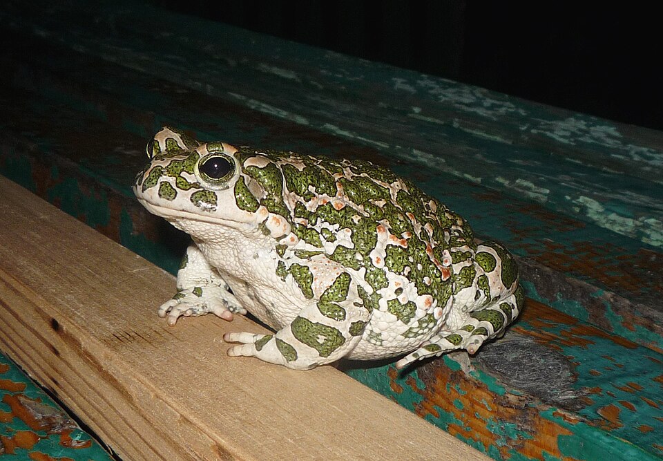 Green Toad