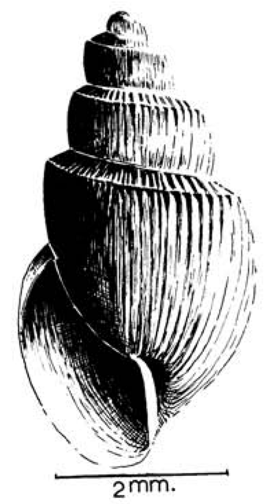 Bulinus forskalii