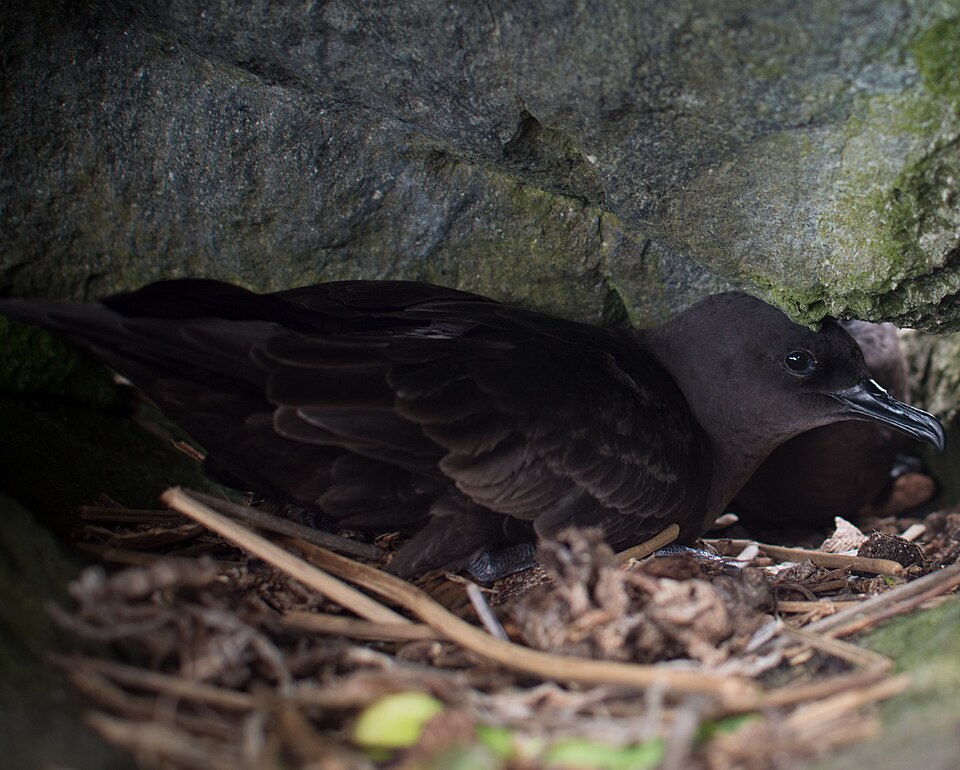Bulwer's Petrel