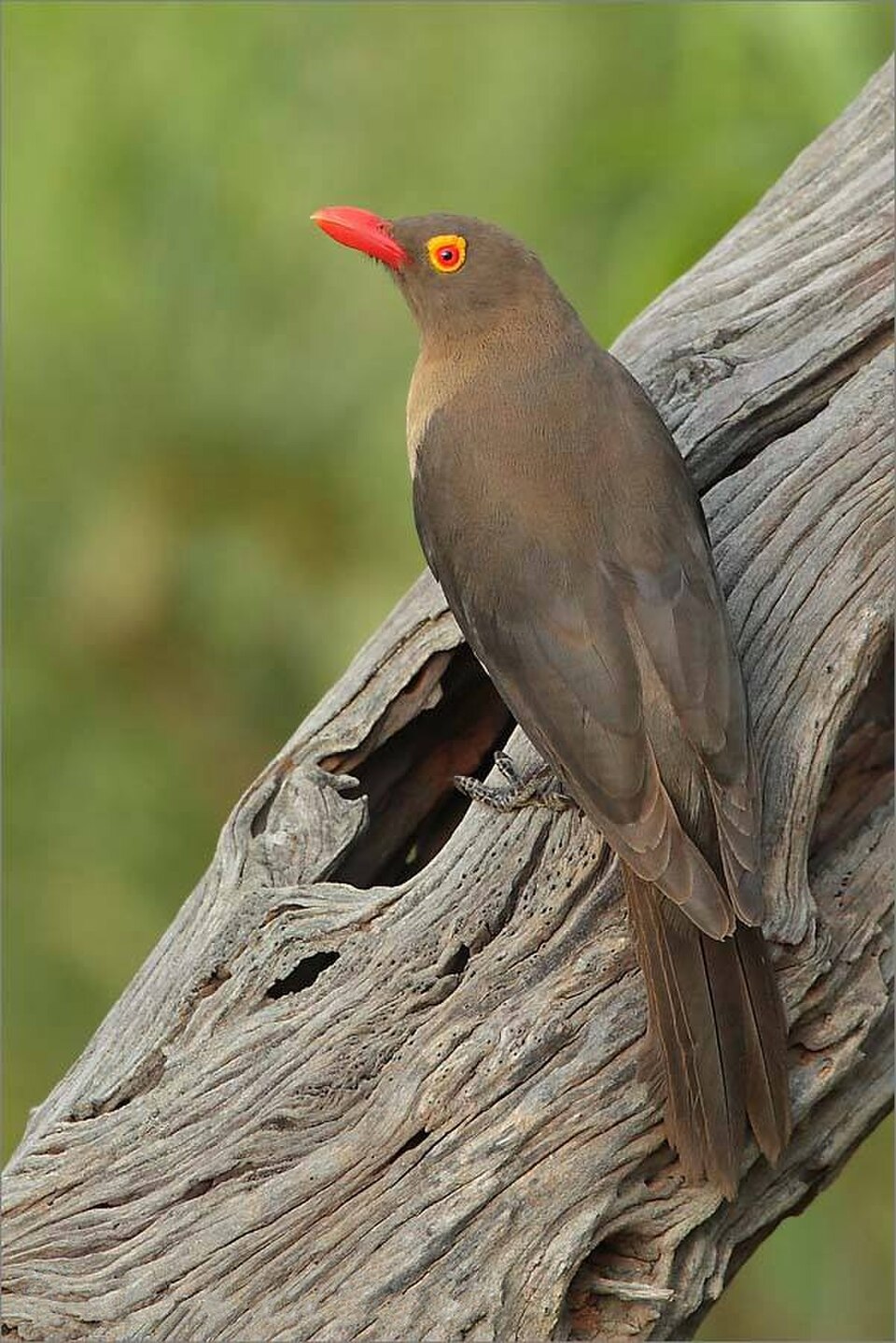 Red-billed Oxpecker
