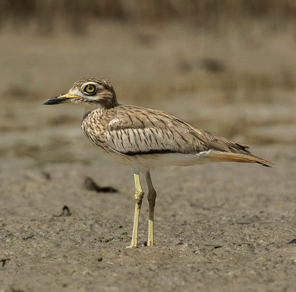 Senegal Thick-knee