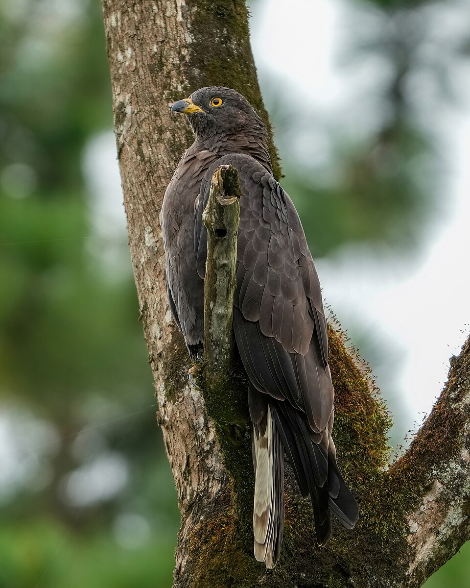 Grasshopper Buzzard