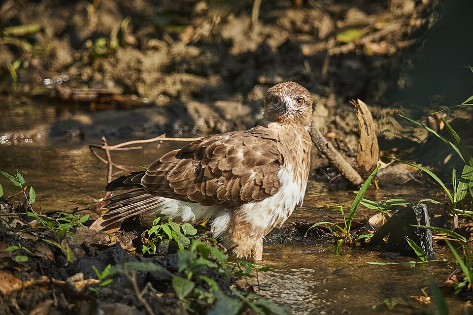 Madagascar Buzzard