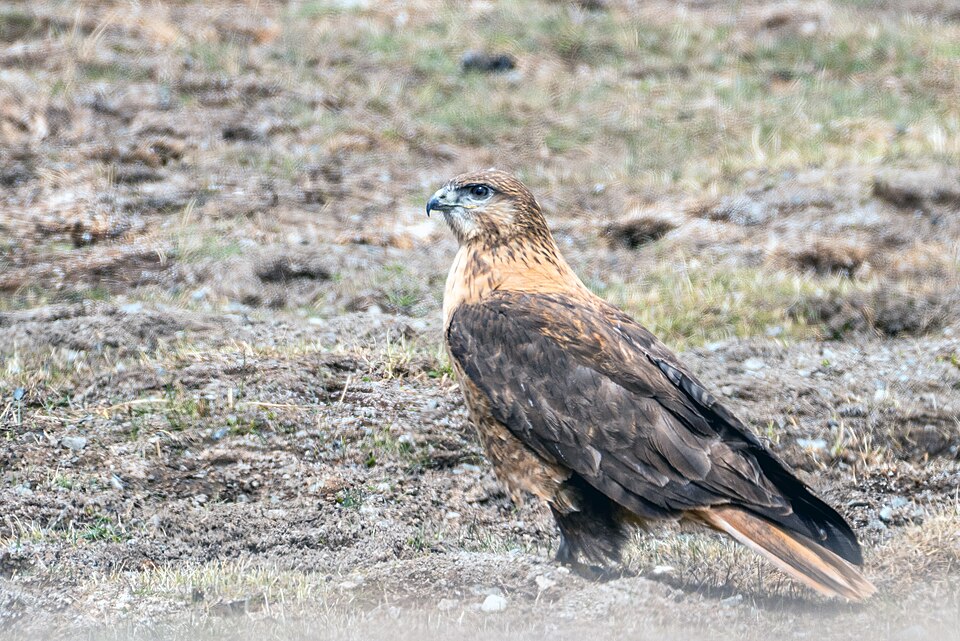 Upland Buzzard