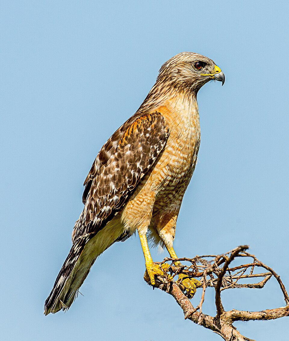 Red-shouldered/Broad-winged Hawk