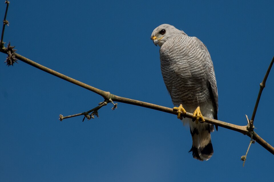 Gray-lined Hawk