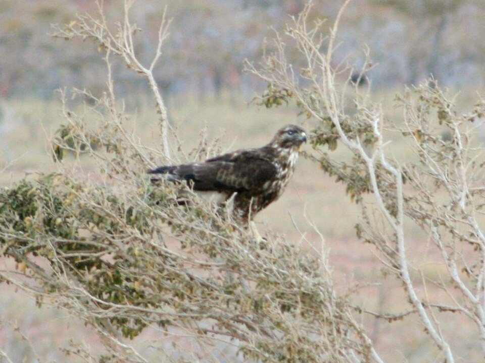 Socotra Buzzard