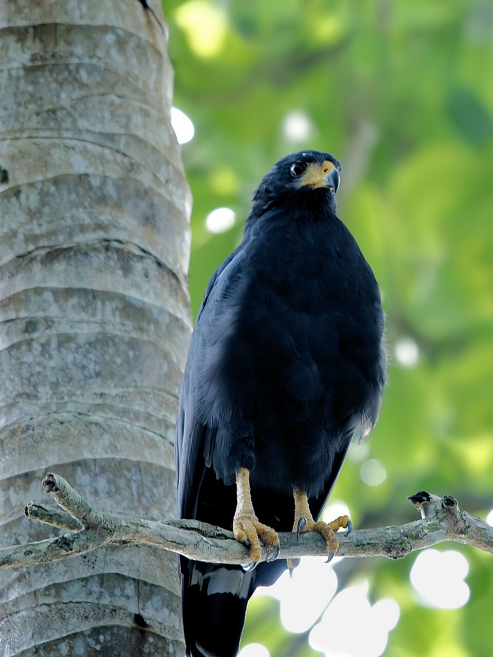 Common Black Hawk