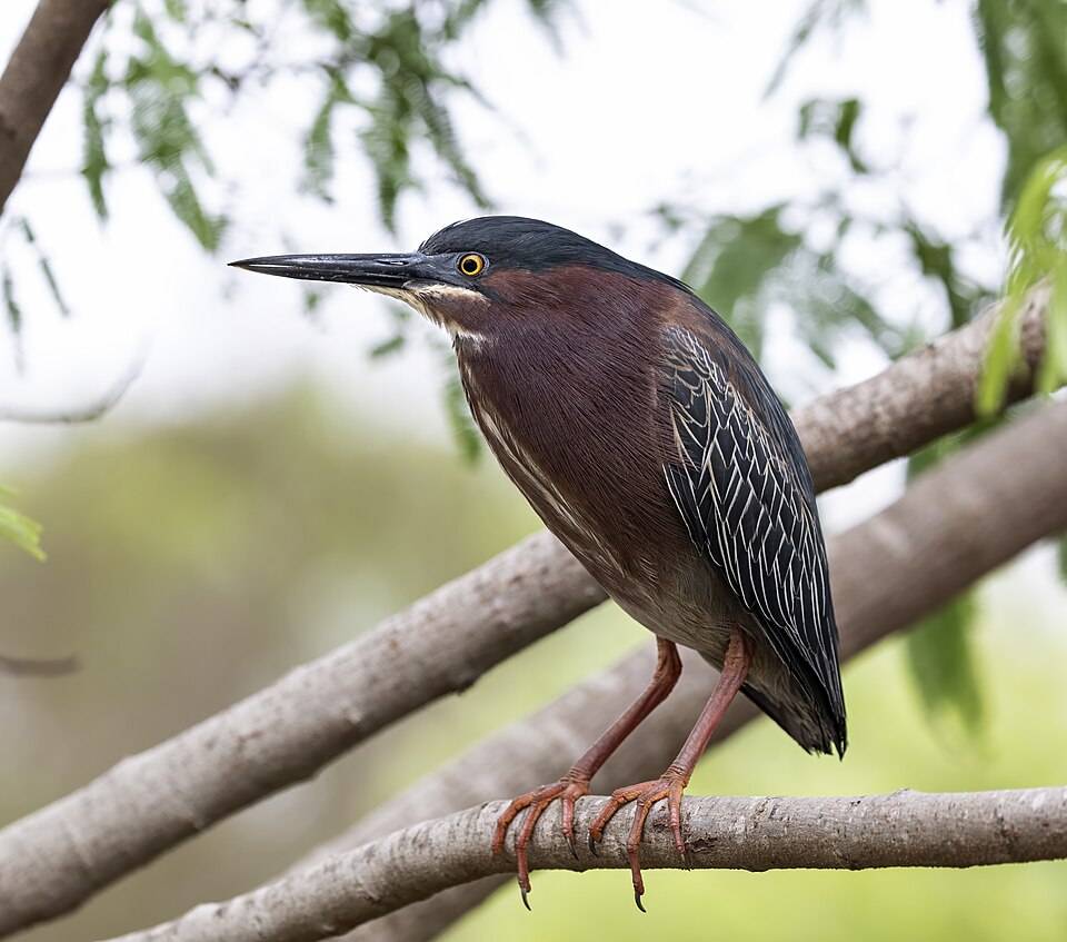 Green/Striated Heron