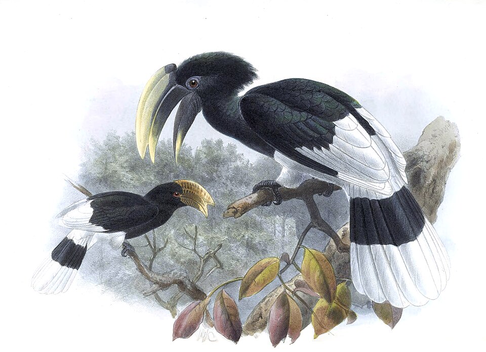 White-thighed Hornbill