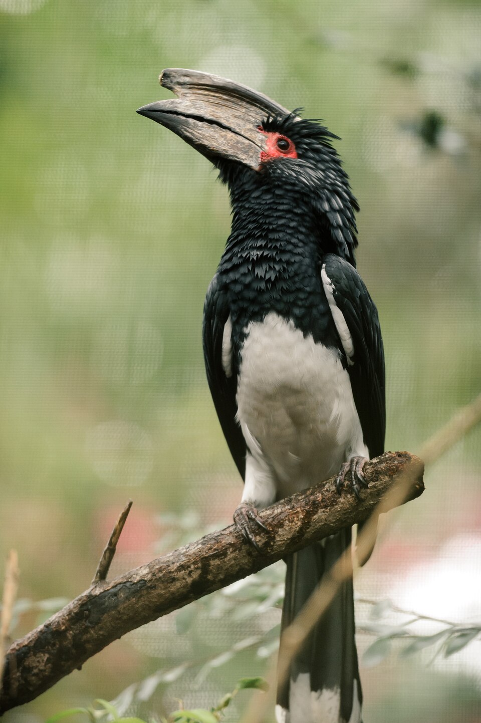 Trumpeter Hornbill