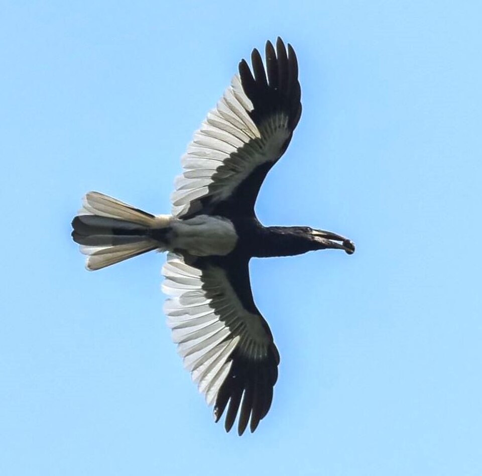 Piping Hornbill