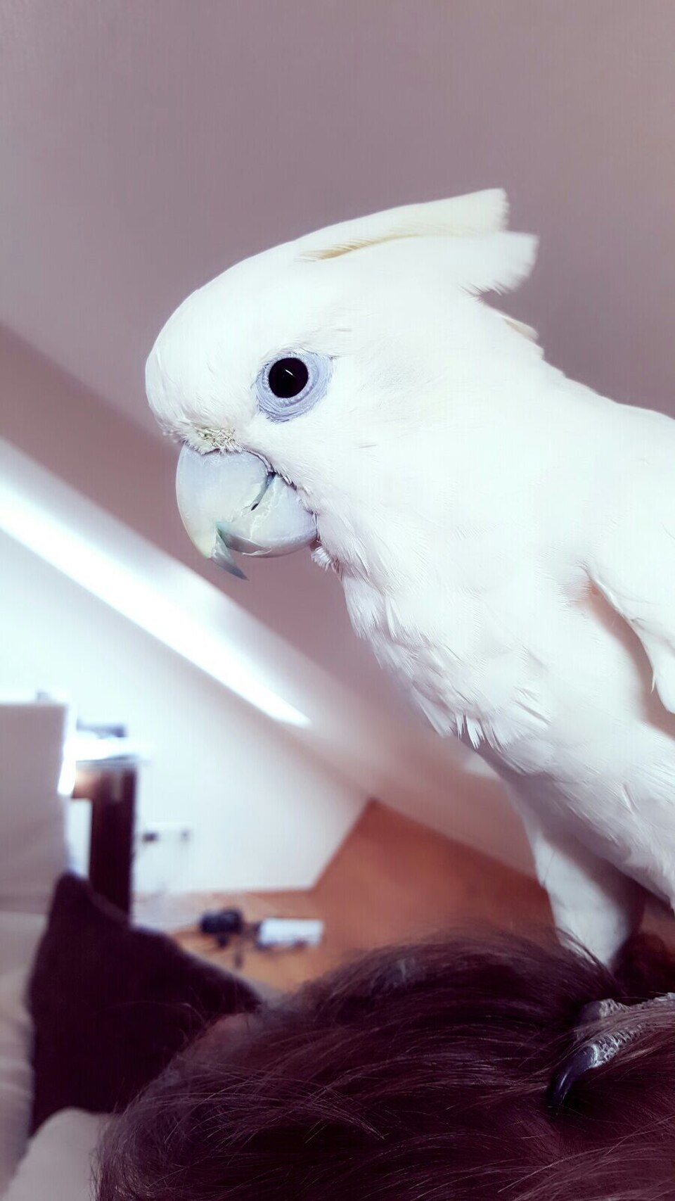Ducorps's Cockatoo