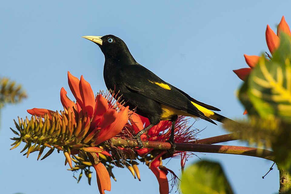 Yellow-rumped Cacique