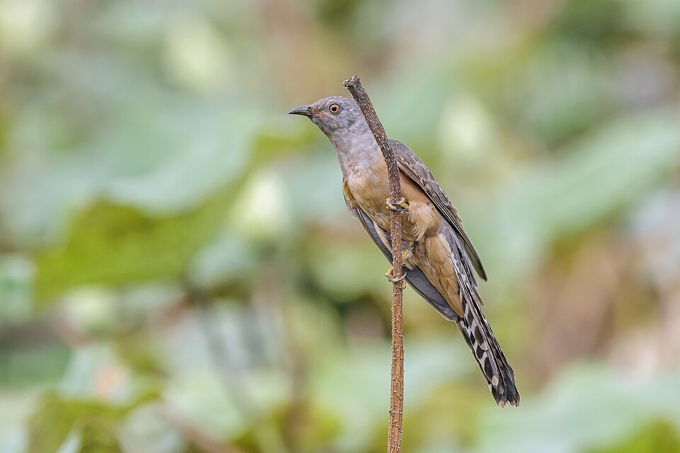 Plaintive Cuckoo
