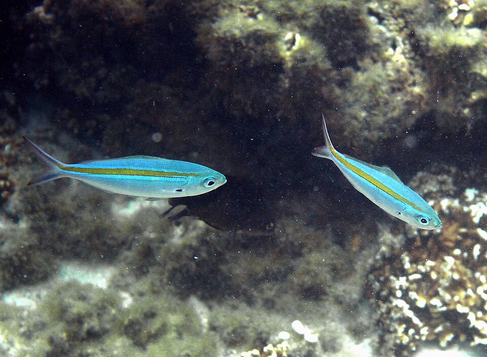 Blue and gold fusilier