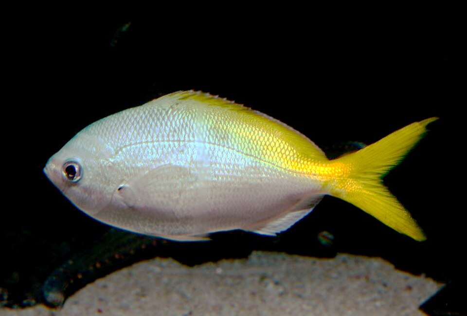 Redbelly yellowtail fusilier