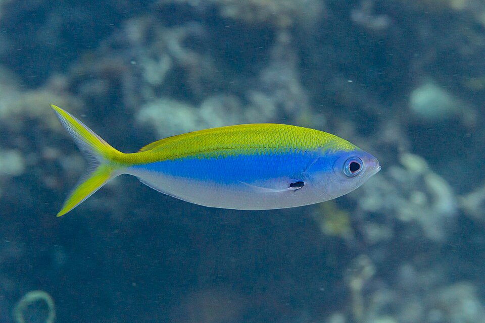 Yellowback fusilier