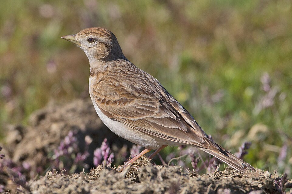 Greater Short-toed Lark