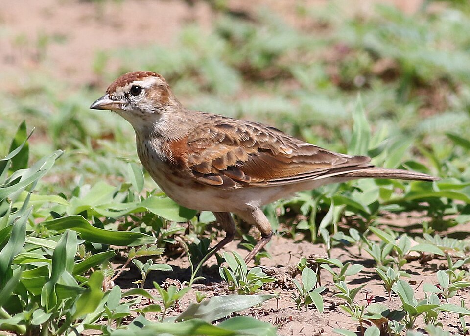 Red-capped Lark