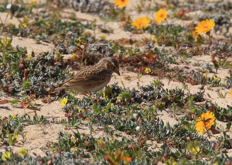 lesser short-toed lark