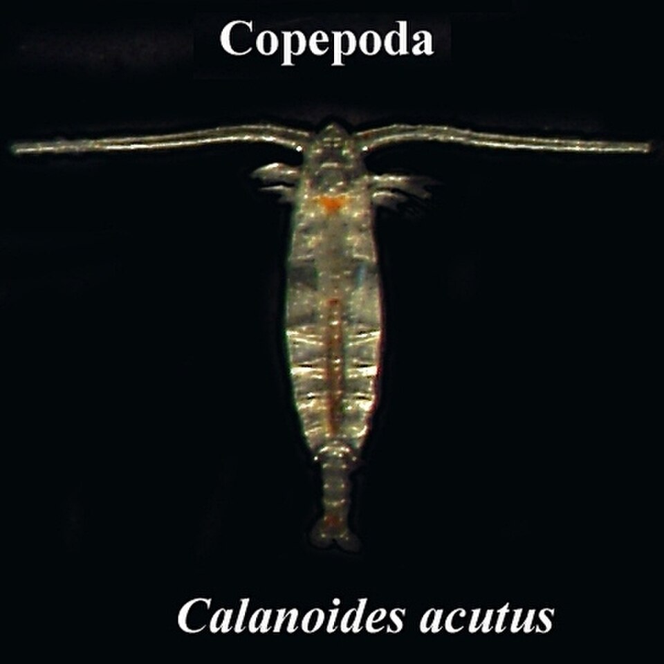 Calanoides acutus