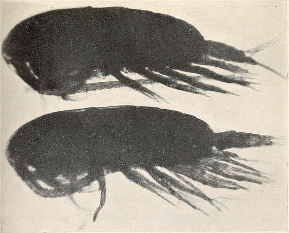 Calanus finmarchicus