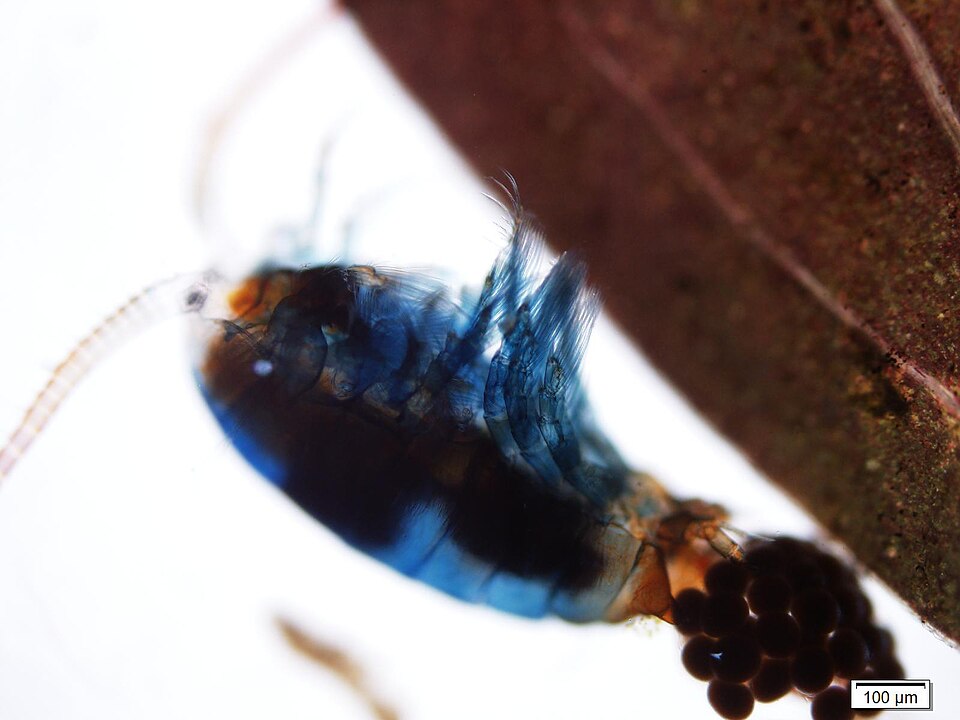Calanus glacialis