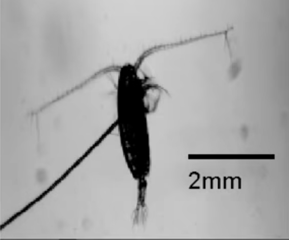 Calanus helgolandicus