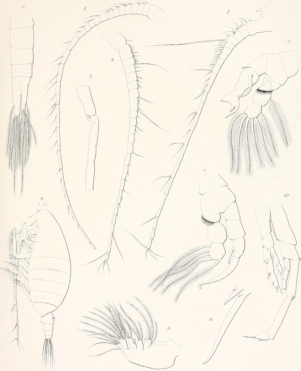 Calanus propinquus