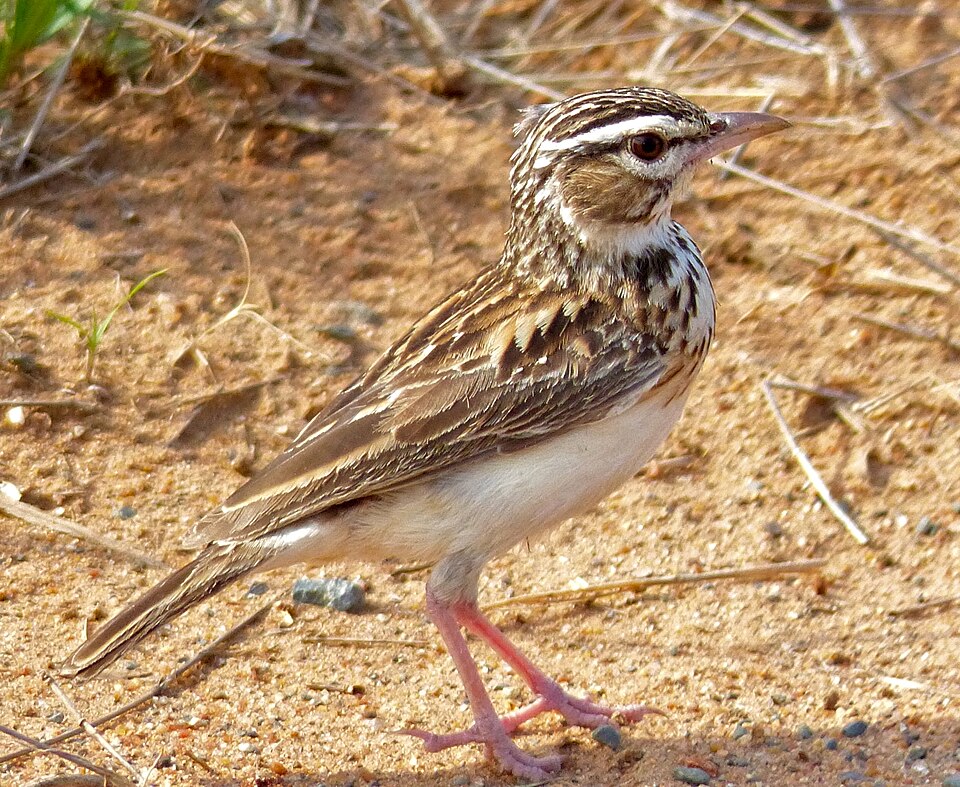 Sabota Lark