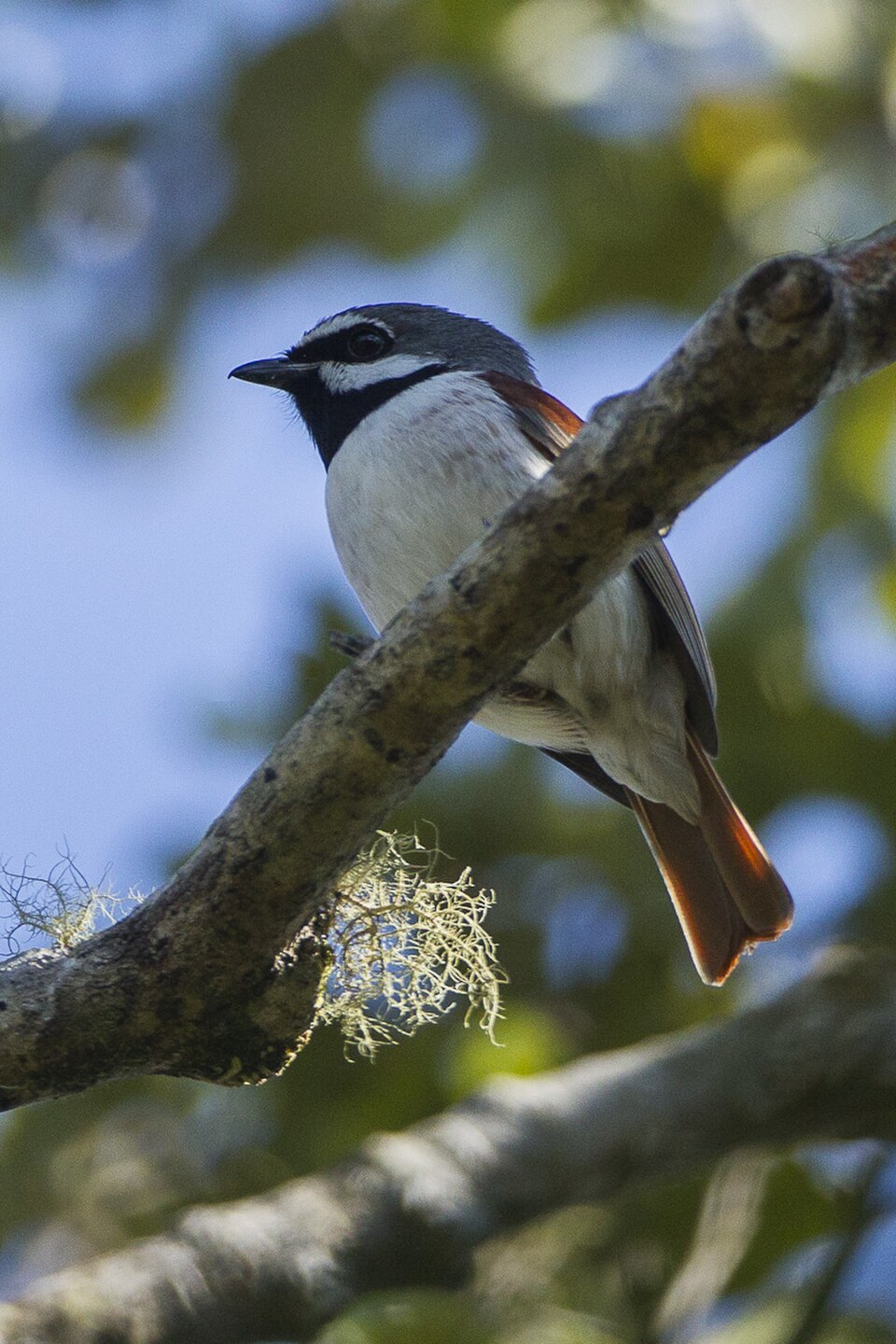 Red-tailed Vanga