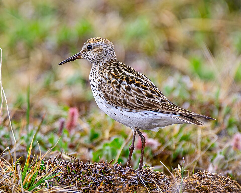 White-rumped Sandpiper