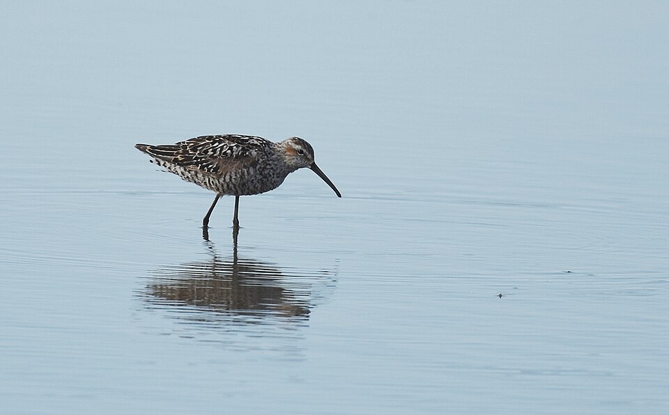 Stilt Sandpiper