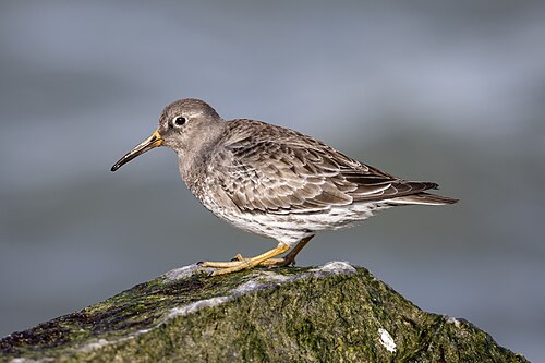 Purple Sandpiper